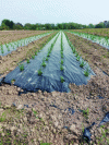 Figure 1 - Agricultural plot cultivated with mulch film