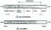 Figure 13 - Flow with and without stratification for vaporization in a horizontal tube