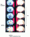 Figure 14 - Jets injected into a heavy-duty diesel engine swirl