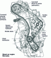 Figure 39 - Chain and gear drive for two overhead camshafts