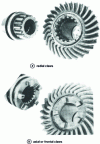 Figure 20 - Two types of crab