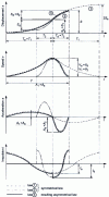 Figure 15 - Asymmetrical law: equations of motion