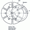 Figure 59 - Roller and groove locking system on an internal Maltese Cross mechanism