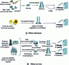 Figure 11 - Fuel production from biomass [10].