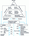 Figure 2 - Comparative genesis of hydrocarbons and coals (from [2])