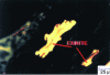 Figure 5 - Exinite under fluorescence