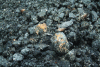 Figure 21 - Oxidized coal