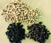 Figure 5 - White, roasted and black granules (doc BTI)