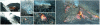 Figure 3 - From the appearance of fumaroles to isolated outbreaks until the pile is engulfed in flames (BTI doc.)