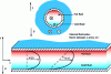 Figure 4 - Geometric symmetry and thermal asymmetry in the gravity field due to density differences with temperature T