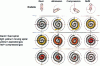 Figure 30 - Scroll compressor operating principle(doc. Trane)