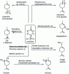 Figure 17 - Some limonene bioconversion routes using various cell cultures and micro-organisms 