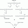 Figure 8 - (a) Scheme of hydroperoxyl formation by soybean lipoxygenase, (b) cleavages by an HPL