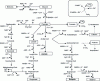 Figure 3 - Main metabolic pathways in fermentative biohydrogen production (adapted from [3])