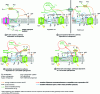 Figure 1 - Comparative diagram of electron transfer pathways in the main photosynthetic microorganisms studied for their H2 production capacities [for (c) and (d), the relative thickness of the arrows reflects the thermodynamically favorable direction for the reaction, thus for the case of cyanobacteria, production requires a strong reduction in the NAD(P) pool].