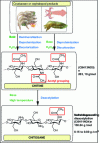 Figure 22 - Origin of chitin and transformation into chitosan (doc. Ifremer)