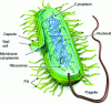 Figure 3 - Prokaryotic cell structure