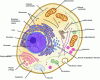 Figure 4 - Structure of a eukaryotic cell