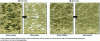 Figure 7 - Images of copolymer films in the degradation phase (12 months of burial) before and after image processing.