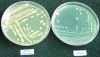 Figure 6 - Search for exopolysaccharide-producing bacteria: comparison of growth on glucose-enriched Zobell medium (left) and Zobell medium (right).