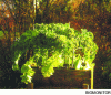 Figure 3 - Kale as a bioaccumulator of organic compounds