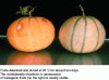 Figure 7 - Antisense transgenic ACC oxidase melons (photo: INRA-ENSAT)