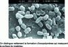 Figure 3 - Legionella pneumophila biofilm formed on stainless steel (doc. UMR CNRS 6143, UMR CNRS 6270, Rouen)