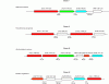 Figure 6 - Main operons grouping genes encoding enzymes involved in PHA biosynthesis pathways (from [6])