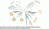 Figure 1 - Bacteriocin diversity in bacterial genomes