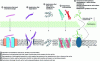 Figure 3 - Mechanisms of action of bacteriocins against Gram-positive bacteria