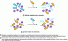 Figure 4 - The ecological role of bacteriocins