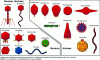 Figure 2 - Schematic morphology of phage virions