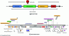 Figure 3 - Classical architecture of a phage genome with an example of the annotated genome of the Podoviridae Carin-1 infecting the marine bacterium Cobetia marina DSMZ 4741 [37].