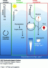 Figure 6 - Simplified diagram of the role of phages in the ocean carbon cycle