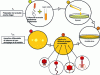 Figure 7 - Schematic representation of the phage typing process