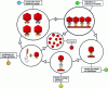 Figure 8 - Simplified diagram of the phage display technique.