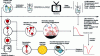 Figure 9 - The two possible industrial approaches to phage therapy/biocontrol in pharmacy/agro-food/agronomy (doc. Pirnay et al.)[158].