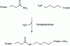 Figure 11 - Reaction diagram for the formation of peptide bonds between proteins by transglutaminase