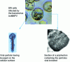 Figure 2 - Electron microscope views of budding and embedded baculovirus particles