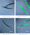 Figure 1 - Transformed Caenorhabditis elegans nematodes expressing GFP in the presence of acrylamide...