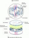 Figure 6 - Biosensor for amino acid analysis (from [50])