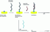 Figure 11 - Principle of the DNA biosensor for detecting mutations in the TP53 tumor suppressor gene [1].