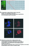 Figure 13 - Cell biochips (extract from Hart et al. 2009 [69])