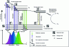 Figure 1 - Jablonski diagram of the fluorescence principle