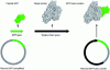 Figure 5 - Recombinant protein technique. Fusion of the genes of the target protein and a fluorescent protein within a plasmid.