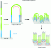 Figure 3 - Amplification of libraries by bridging to form clusters (Ref. http://www.napoleome.ch/fr/projet/le-sequencage/methodes/selon Illumina © UNIL – l'Éprouvette)