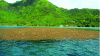 Figure 3 - Brown algae raft in Moorea lagoon, French Polynesia (photo credit: M. Zubia)
