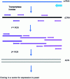 Figure 2 - Overall diagram of RT-PCR and assembly of DNA pieces for cloning in S. cerevisiae(inspired by [68]