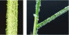 Figure 5 - Salt excretion by Spartina anglica leaves grown under hypersaline conditions (photo credit: C. Lemoine)