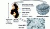 Figure 14 - Particles forming in the combustion chamber of a diesel engine (source IFP ENSPM Formation Industrie 2008)